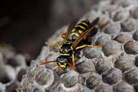 <p><span>&nbsp;Predatory wasp that feeds on caterpillars and other insects, beneficial for pest control.</span></p>