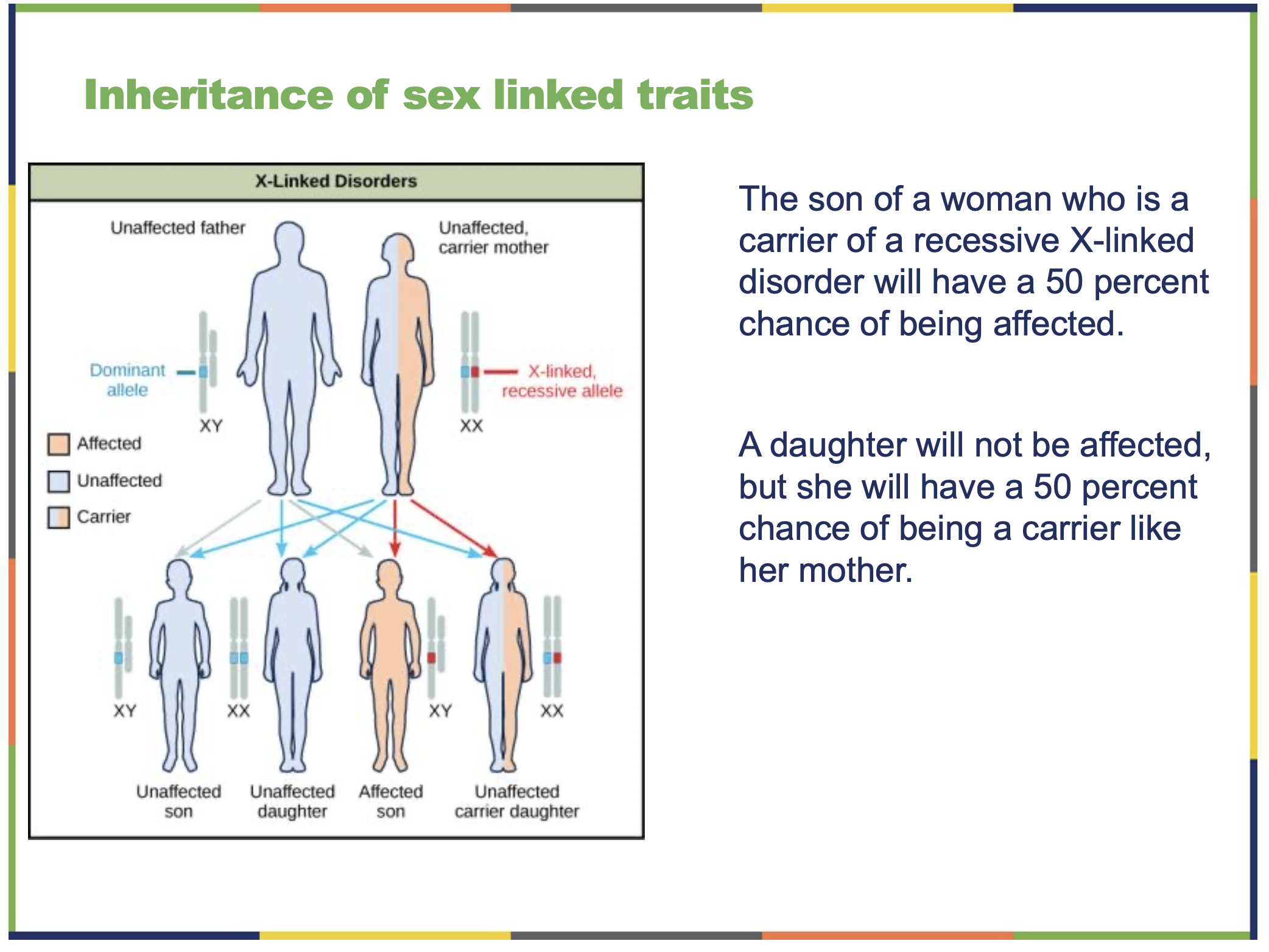 <ul><li><p><strong>genes that are located on the X chromosome</strong><span><span>, one of the two </span></span><strong>sex chromosomes</strong><span><span> (X and Y).</span></span></p></li><li><p><span><span>Traits or disorders controlled by X-linked genes are called </span></span><strong>X-linked traits</strong><span><span> or </span></span><strong>X-linked inheritance</strong><span><span> .</span></span></p></li><li><p><span><span>if a gene is </span></span><strong>X-linked</strong><span><span>, males have </span></span><strong>only one chance</strong><span><span> — one copy of that gene — so the trait or disorder shows up more easily.</span></span></p></li></ul><p></p><ul><li><p><strong>Females (XX)</strong> have <strong>two X chromosomes</strong>, so they have <strong>two copies</strong> of each X-linked gene.</p></li><li><p><strong>Males (XY)</strong> have <strong>only one X chromosome</strong>, so they have <strong>only one copy</strong> of each X-linked gene.</p><ul><li><p>This means if a male inherits a <strong>recessive X-linked trait</strong>, it <strong>will show up</strong>, because there’s no second X to mask it.</p></li></ul></li><li><p>X-linked traits are often <strong>recessive</strong> and appear <strong>more often in males</strong> than females.</p></li></ul><p></p>