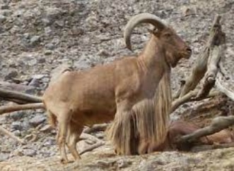 <p>zařaď živočicha do systému</p><p>Třída - řád - čeleď - druh čeština (latina)</p>