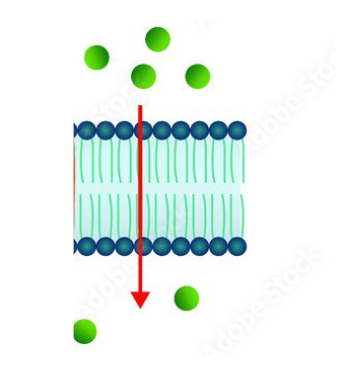 <p>What membrane processes is occurring&nbsp;</p>
