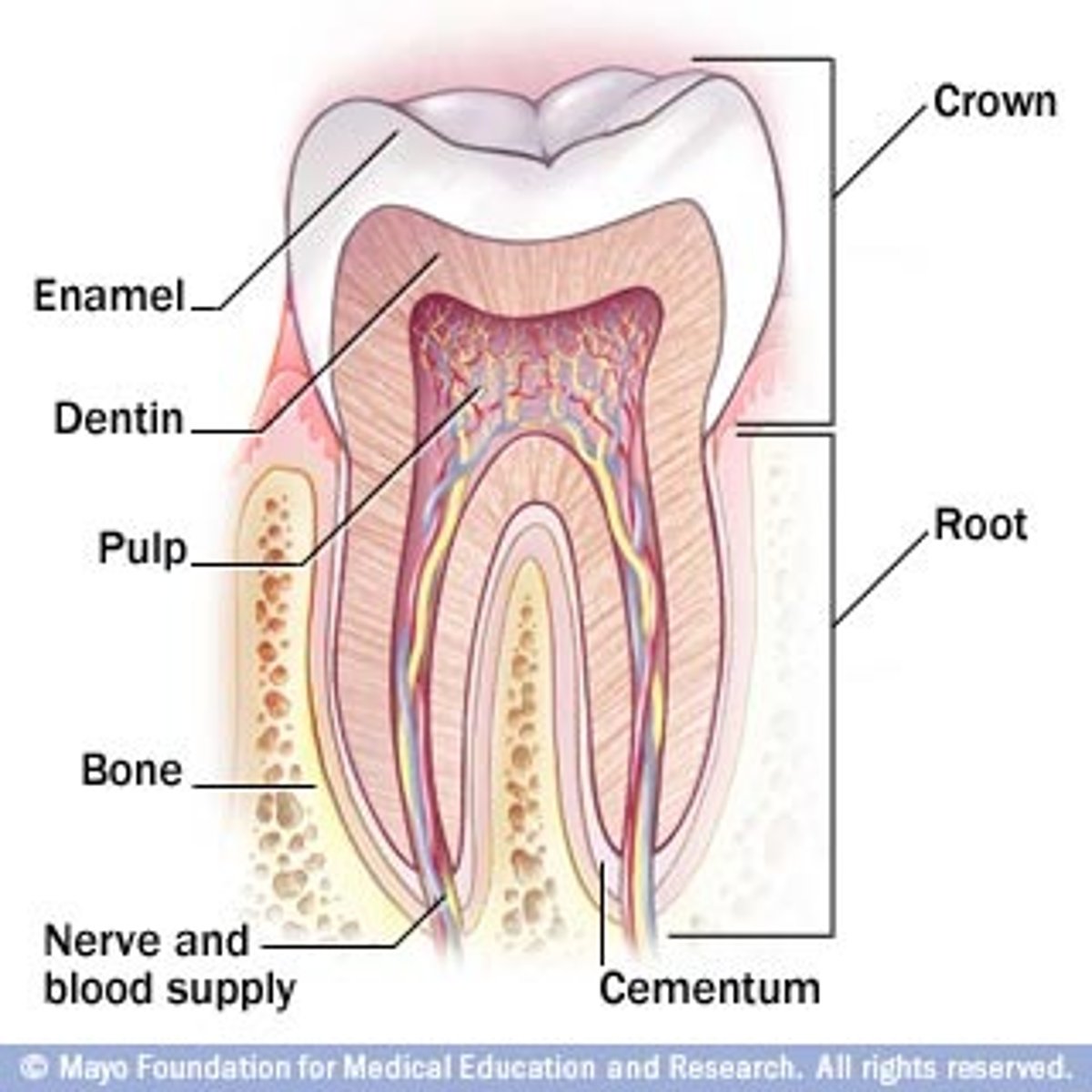 <p>enamel, dentin, pulp, Root canal, and cementum</p>