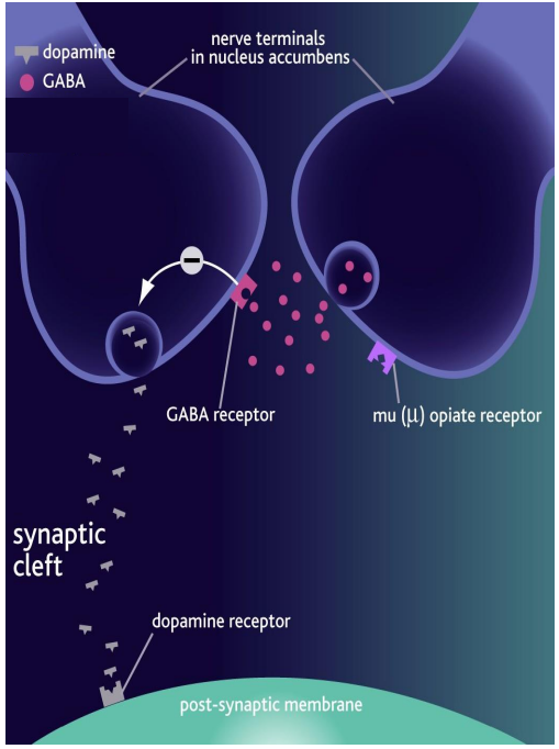<p>- dopamine is released following electrical stimulation</p><p>- GABA = gamma-aminobutyric acid</p>
