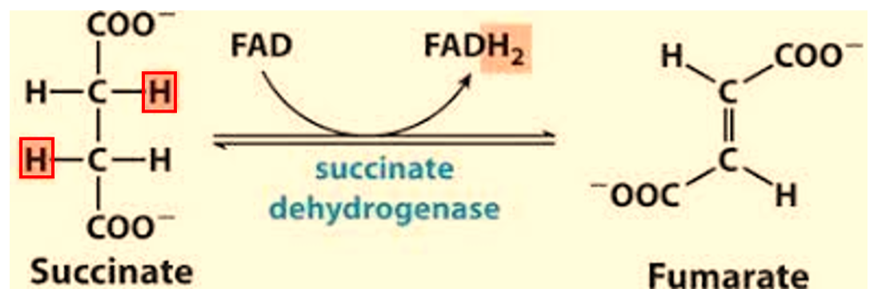 <p>Loss of Oxygen, Gain of Hydrogen, Gain of Electron.</p><p>is the substance that <strong>loses electrons</strong> and becomes oxidized. By losing electrons, it causes another substance to be reduced. In this case it is the reactant Succinate</p><p></p>