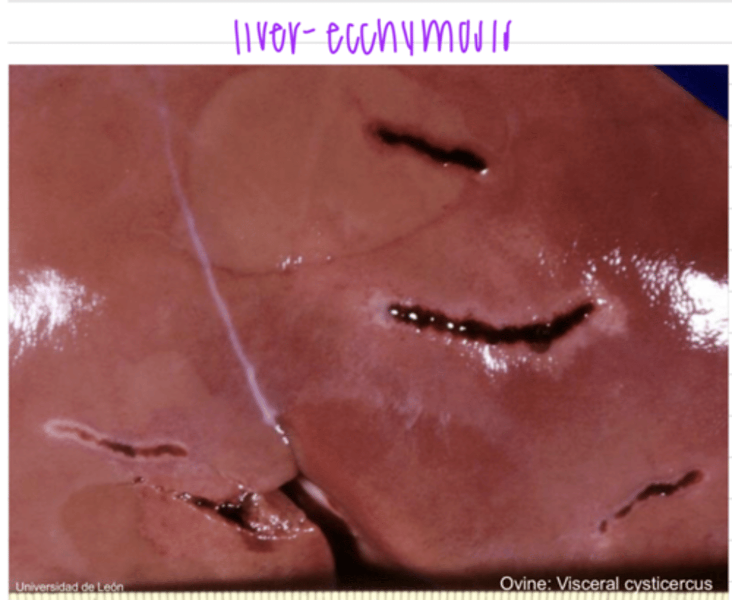 <p>parasitic migration</p>