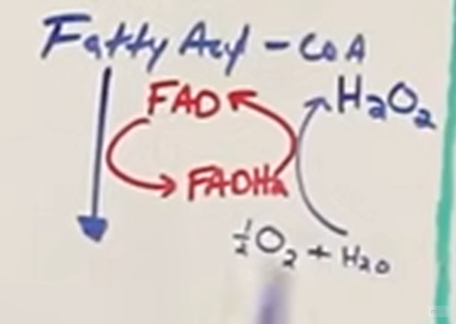 <p>fatty acids med CoA festet på seg går inn i cellen</p><p></p><p>--- katalyserer reaksjonen fra fatty acyl coa til ...</p><ul><li><p>FAD->FADH2</p></li><li><p>bruker 1/2 O2 + H2O, danner H2O2 (hydrogenperoksid)</p></li><li><p>elektronene fra H2O og 1/2 O2 blir brukt til å oksidere FADH, og blir da oksidert til FAD igjen, danner en sirkel</p></li></ul><p>(H2O2 - hydrogenperoksid - kan være skadelig for kroppen, derfor finnes et enzym catalase, som omdanner H2O2 tilbake til 1/2 O2 + H2O)</p>