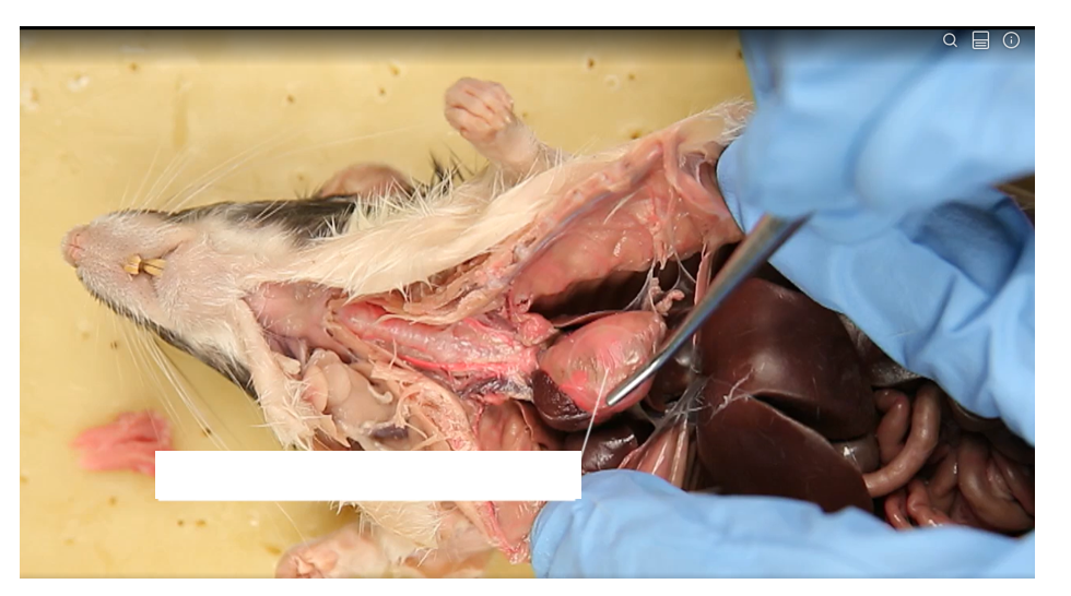 <p>Name the pericardium</p>