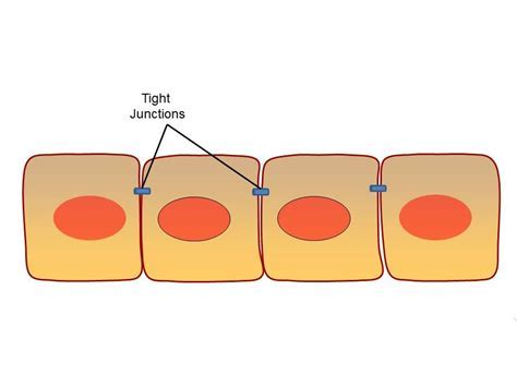 <p>A type of intercellular junction between animal cells that prevents the leakage of material through the space between cells. </p>
