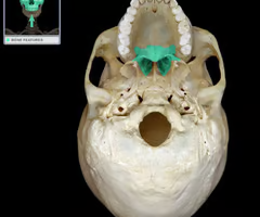 <p>Name this bone.</p>