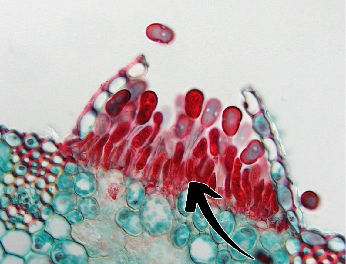 <p>Puccinia graminis: Vad indikerar pilen på för struktur + spor?</p>