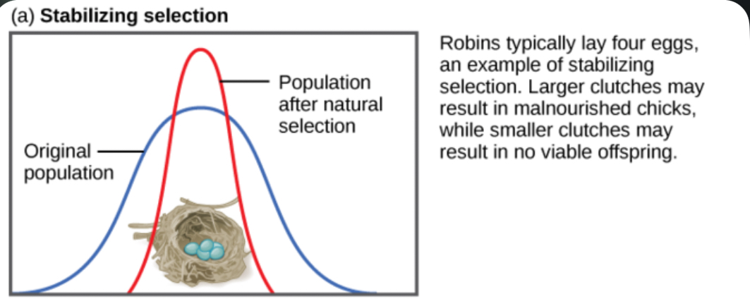 <p>Stabilising selection </p>