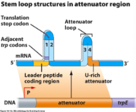 <ul><li><p>RNA secondary structures </p></li><li><p>mRNA</p></li><li><p>2</p></li><li><p>attenuator loop, high</p></li><li><p>anti-attenuator, low</p></li></ul><p></p>