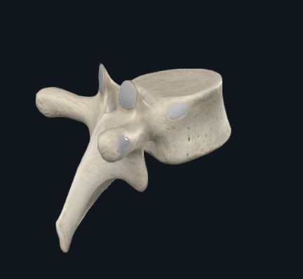<p>What type of vertebra is this</p>