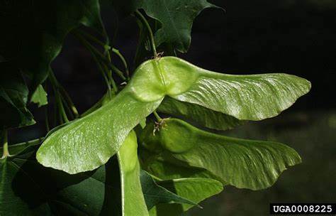 <p><span>samara in pairs, autumnal, 1 ½ to 2” long, widely</span><br><span>divergent (180 degrees) or spreading</span></p>