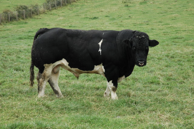 <p>Is “long and narrow”, mimicking the shape of the penis </p><p>Is looser caudally to allow for protrusion of penis </p><p>Is the little belly button looking thing on the cow… not the umbilicus. peen.</p>
