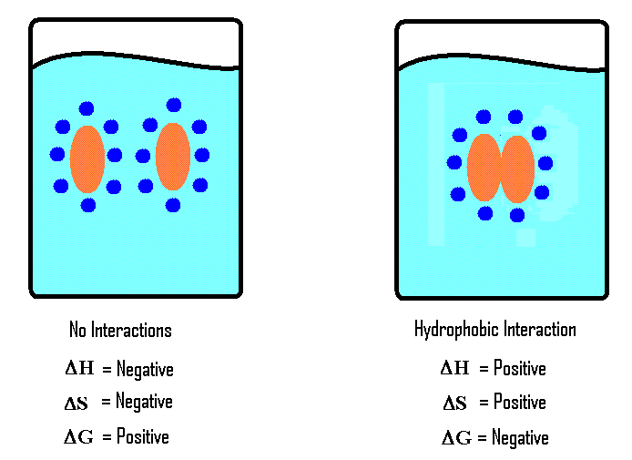 non-polar hydrocarbon dissolves in water:
broken -van der Waals and H bonds
formed -H bonds in a cage
entropy is reduced