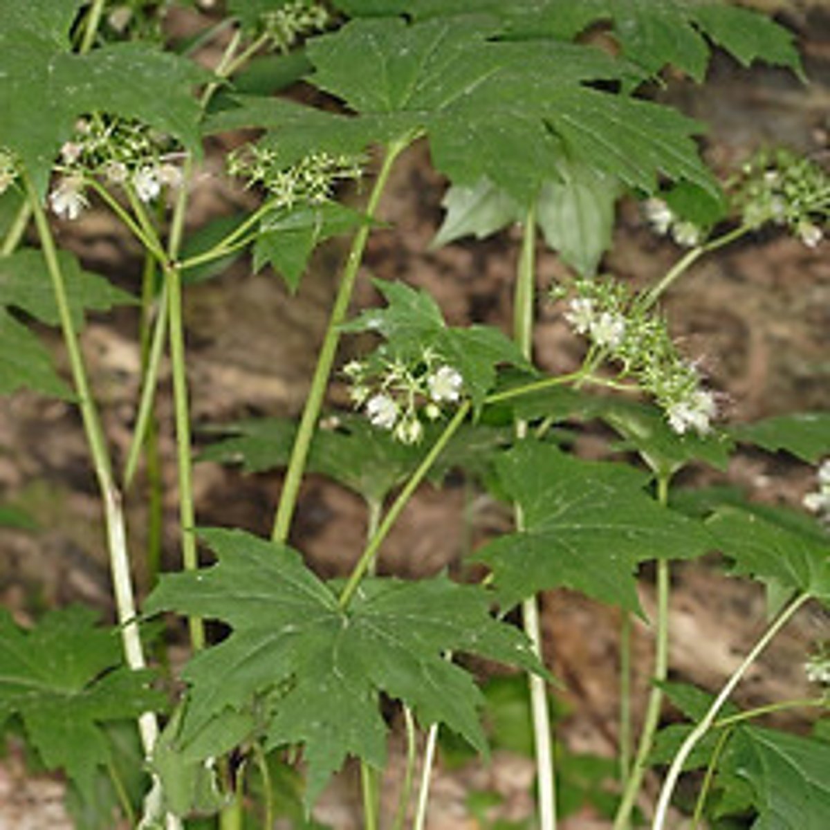 <p>Canadian waterleaf</p>