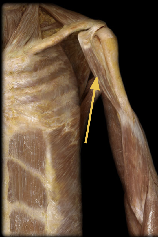 <p>identify + state origin, insertion, action, innervation of marked structure</p>