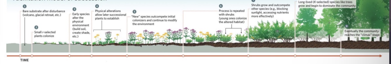 <ul><li><p>Early species modify the environment in ways that benefit later species.</p></li><li><p>The sequence of species’ facilitations leads to a climax community.</p></li></ul><p></p>