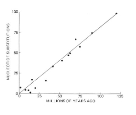 <ul><li><p>rate at which mutations accumulate in DNA within a species. </p></li><li><p>used to estimate nodes on tree by using geological events</p></li></ul><ul><li><p>most changes are&nbsp;‘neutral’</p></li></ul><p></p>