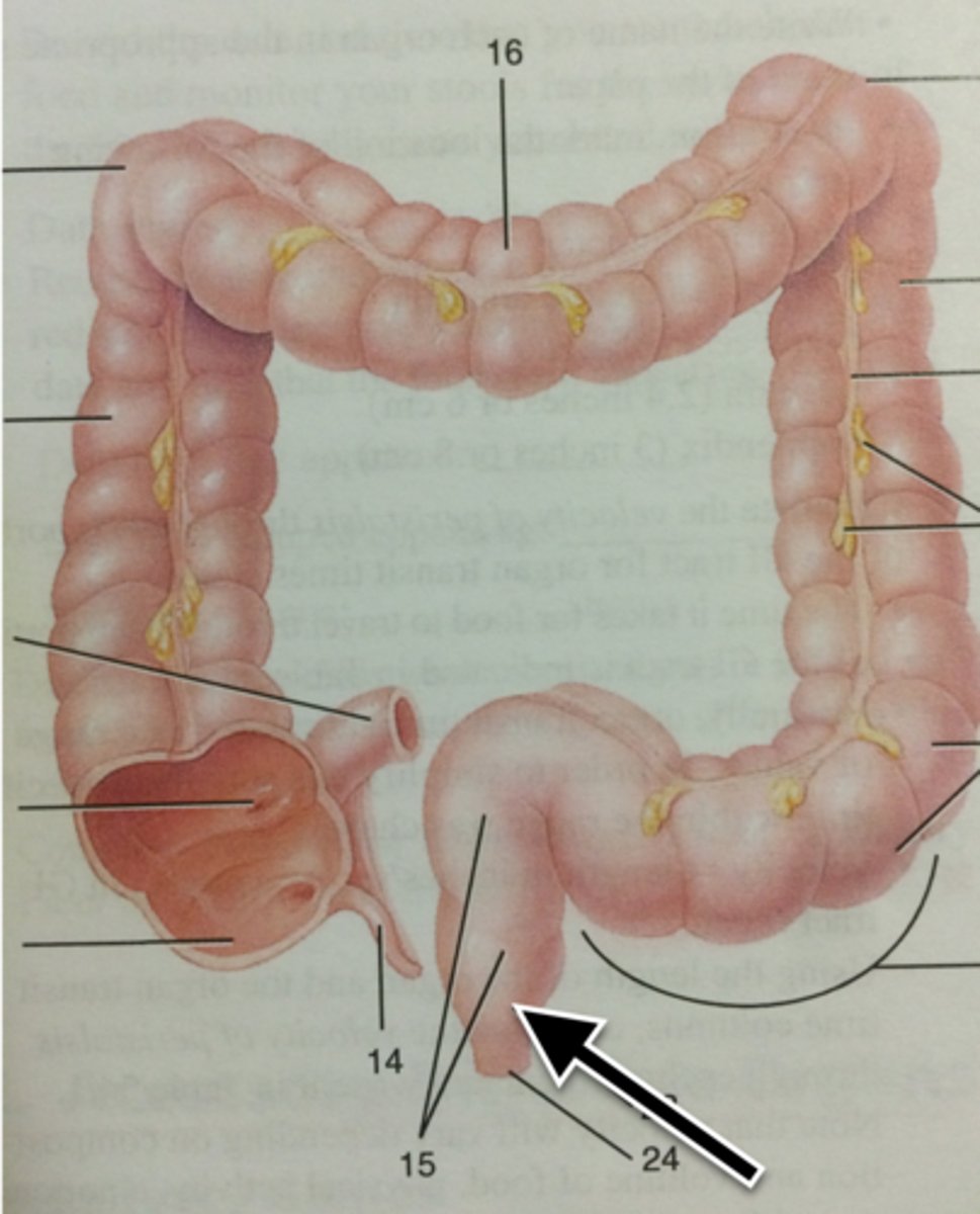 knowt flashcard image
