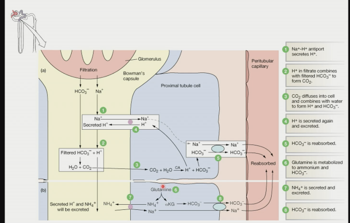 NA+ - H+ antiport secretes H+

H+ in filtrate combines with filtered HCO3- to form CO2

CO2 diffuses into cell and combines with water to form H+ and HCO3-

H+ is secreted again and excreted

HCO3- is reabsorbed

Glutamine is metabolized to ammonium and HCO3-

NH4+ is secreted and excreted

HCO3- is reabsorbed