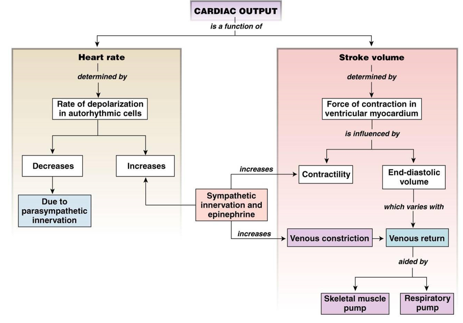 <p><u>heart rate</u>:</p><ul><li><p>determined by <strong>rate of depolarization</strong> in autorhythmic cells</p></li><li><p>modulated by parasympathetic and sympathetic</p></li></ul><p><u>stroke volume</u>:</p><ul><li><p>determined by <strong>force of contraction</strong></p></li><li><p>contractility</p></li><li><p>end-diastolic volume</p></li><li><p>modulated by sympathetic - venous constriction &amp; venous return</p></li></ul>