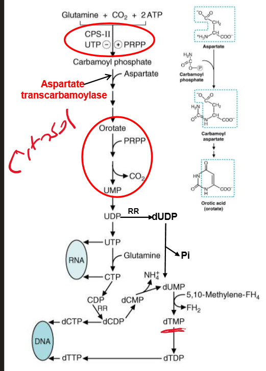 knowt flashcard image