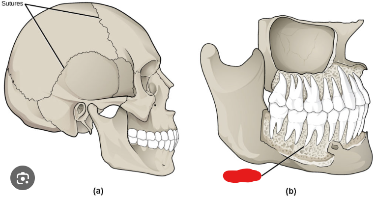 <p>What <strong>Cranial or Neck <u>Joint </u>is this?</strong></p>