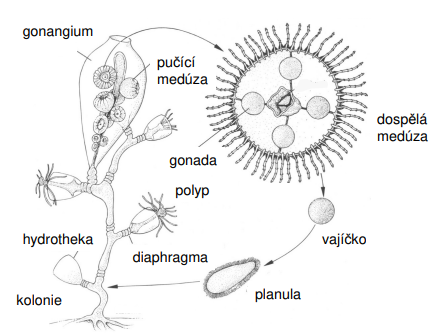 <p>1) vajíčko 2) planula 3) kokolie 4) diaphragma 5) hydrotheka 6) polyp 7) gonada 8) pučící medúza 9) gonangium 10) dospělá medúza</p>