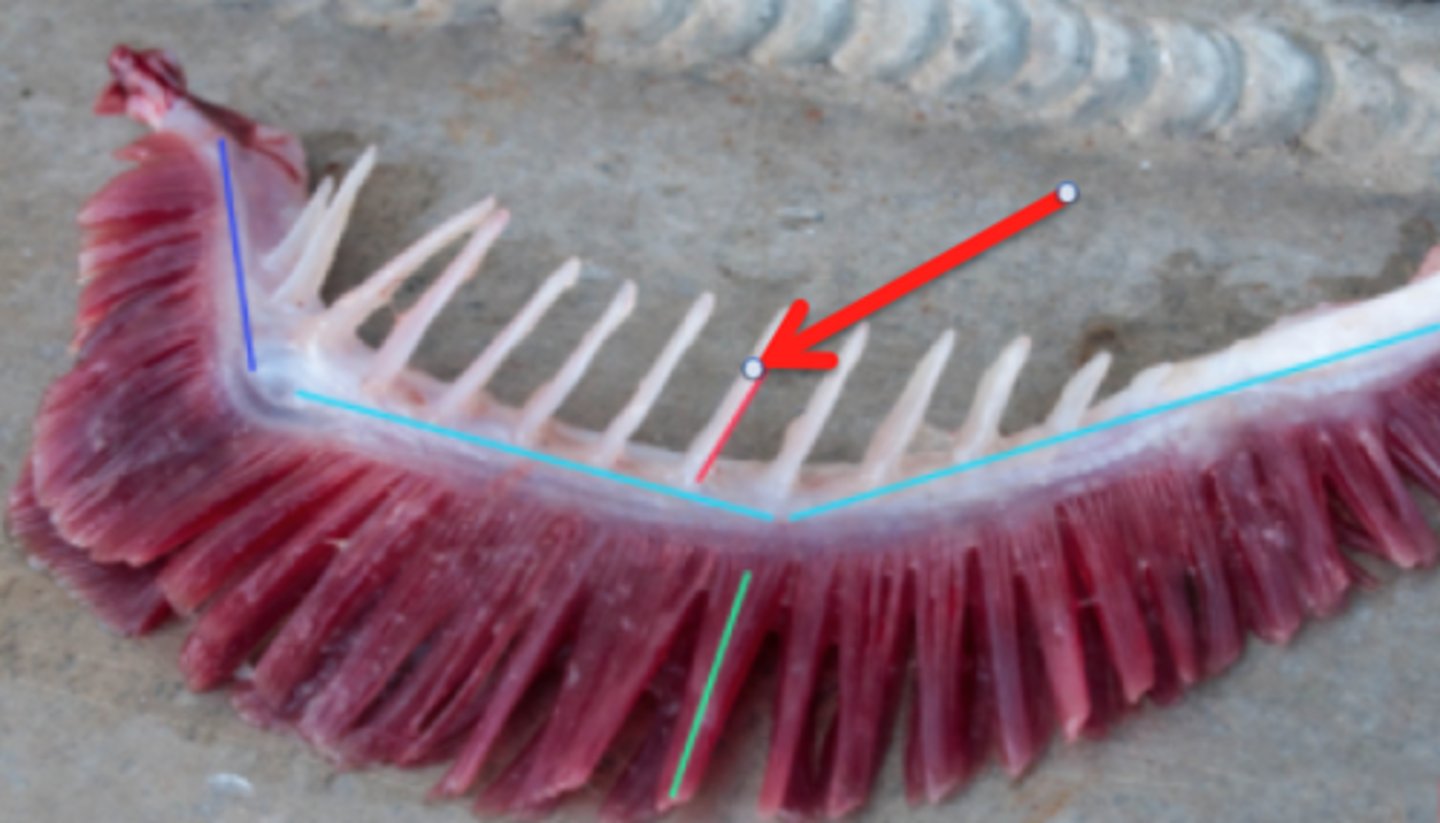 <p>Projections on the gill arch that prevent large objects passing over filaments</p><p>-aids in capture of food</p>