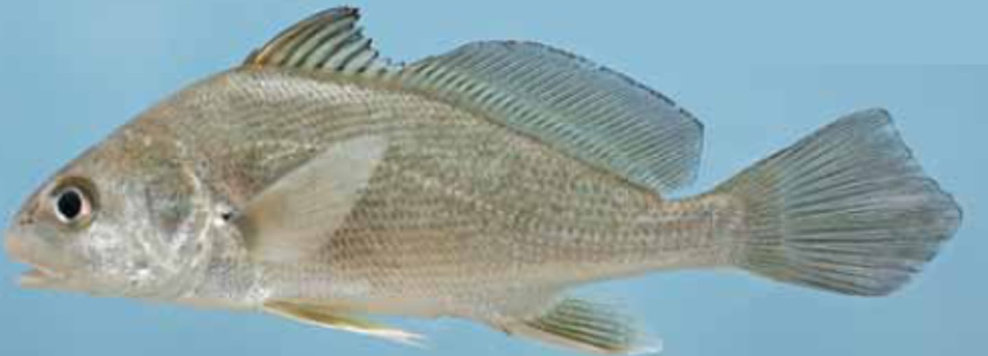 <p>Freshwater Drum</p>
