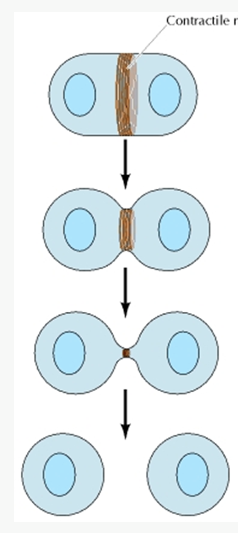 <ul><li><p><span>Maintains cell shape &amp; anchors membrane proteins</span></p><ul><li><p><span>Can provide either flexible or stable support</span></p></li></ul></li><li><p><span>Motility</span></p><ul><li><p><span>Scaffold for myosin (motor protein) in muscle cells</span></p></li><li><p><span>Cellular locomotion of other cells</span></p></li></ul></li><li><p><span>Movement of vesicles</span></p></li><li><p><span>Cytokinesis after completion of mitosis</span></p><ul><li><p><span>Myosin needed for contraction of ring</span></p></li></ul></li></ul><p></p>