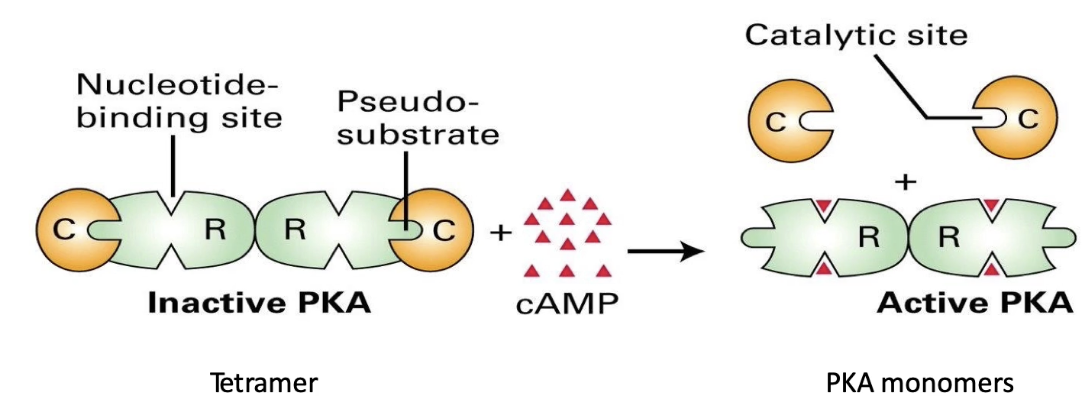 <ul><li><p class=""><strong>Inactive PKA:</strong> tetramer (2 regulatory [R] subunits + 2 catalytic [C] subunits)</p></li><li><p class=""><strong>R subunit has a pseudosubstrate domain</strong> that blocks the catalytic site → enzyme inactive</p></li><li><p class=""><strong>cAMP </strong>(allosteric activator) <strong>binds to R subunits</strong> at nucleotide binding sites</p><ul><li><p class="">Causes a shape change → pseudosubstrate detaches from catalytic site</p></li><li><p class="">Catalytic subunits (monomers) are released and become active</p></li></ul></li><li><p class=""><strong>High [cAMP]:</strong> active PKA</p></li><li><p class=""><strong>Low [cAMP]:</strong> inactive PKA</p></li><li><p class="">No protein cleavage occurs—just changes in folding</p></li></ul><p></p>