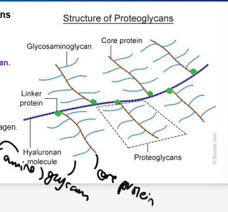 <ul><li><p>GAG side chains attached to a core protein (hyaluronan molecule)</p></li></ul><p>Large PG:</p><ul><li><p>form aggregates with hyaluronan, large swelling potential, bind cations and water, resist compression</p></li></ul><p>Small PG:</p><ul><li><p>bind to ECM molecules, fibril diameter and cross-linking, tensile strength, binds growth factors.</p></li></ul><p>Look like toilet brushes</p><p></p>