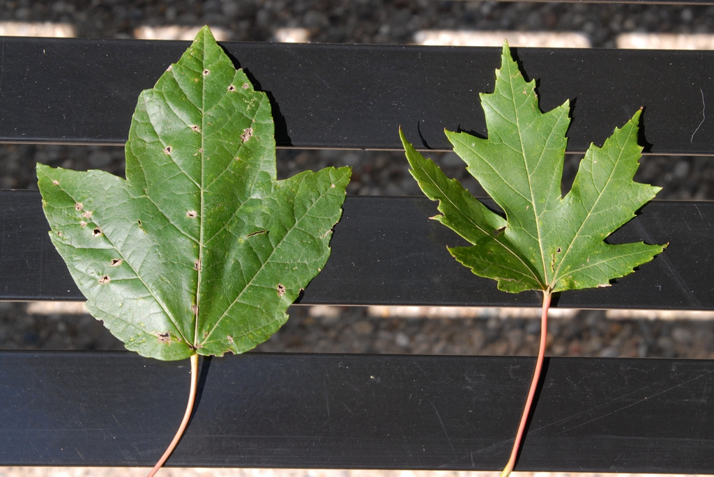 <p><em>Acer rubrum</em></p>