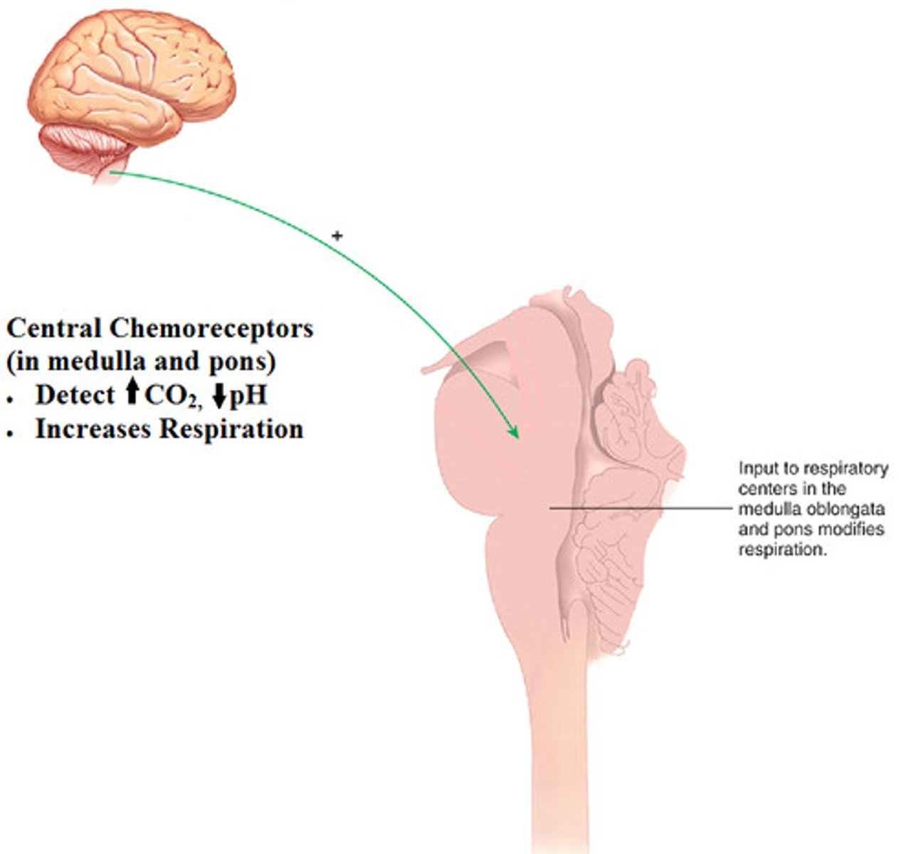 <p>brainstem neurons that respond to changes in pH of cerebrospinal fluid</p>