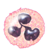 <p>cytoplasm stains pale pink and contains five granules, which are difficult to see; deep purple nucleus consists of 3-7 lobes connected by thin strands of nucleoplasm </p>