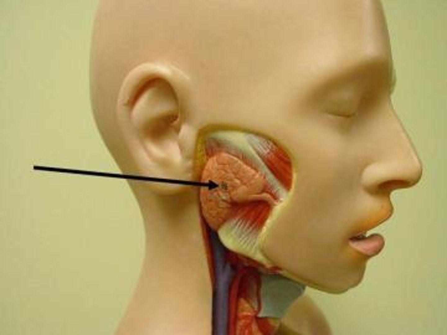 <p>glossopharyngeal nerve CN IX</p><p>secretes serous fluid</p>
