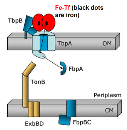<p>What happens when <strong>Neisseria </strong>uses <strong>TonB</strong>-dependent Outer Membrane transporters after this step?</p><p>2. <strong>TbpA </strong>and <strong>TbpB </strong>extract iron from <strong>Fe-Tf</strong> and <strong>iron </strong>is captured by <strong>TbpA plug domain</strong></p>