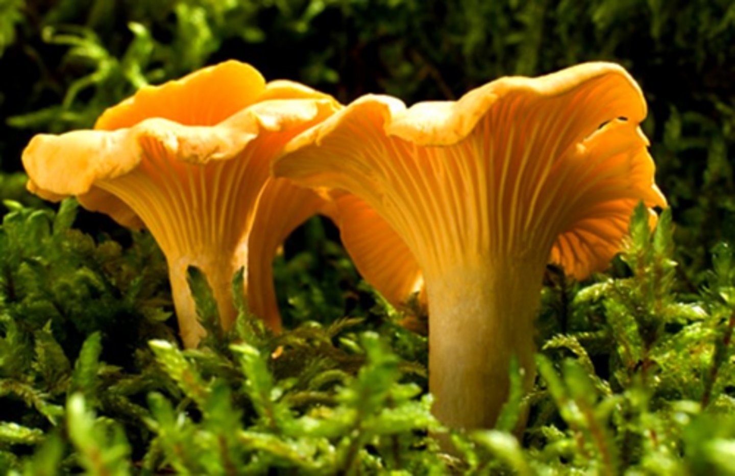 <p>golden chanterelle/ girolle</p>