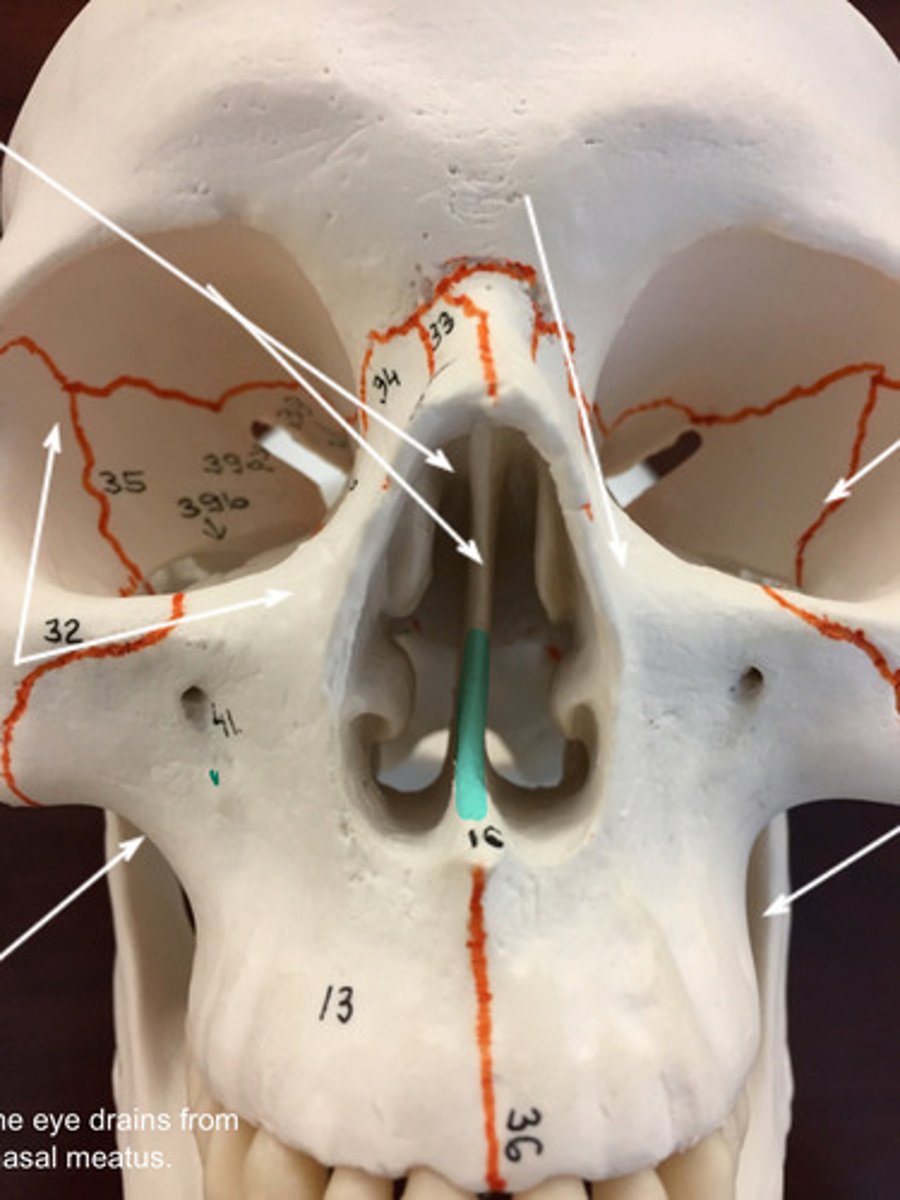 <p>What bone is highlighted here?</p>