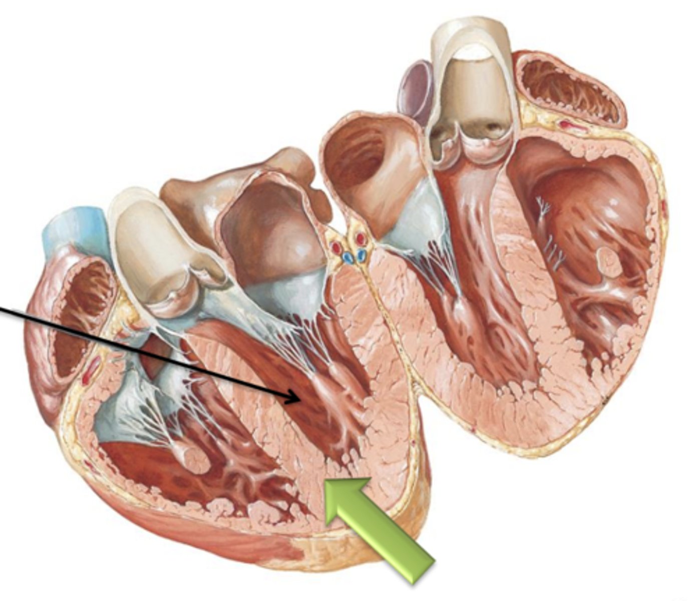 <p>This (like the right) contains the internal muscular ridge like folds called Trabeculae Carneae. </p>