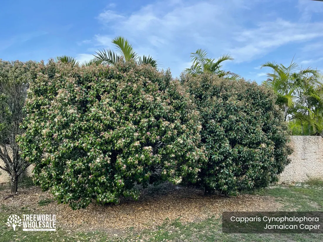<p>Jamaica Caper</p><p>Can be a bush or a vine, has pink flowers and no “teeth pods”</p>