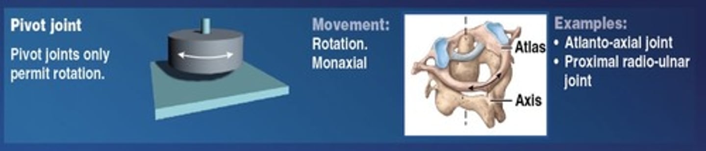 <p>Allows a bone to rotate around an axis - monaxial</p>