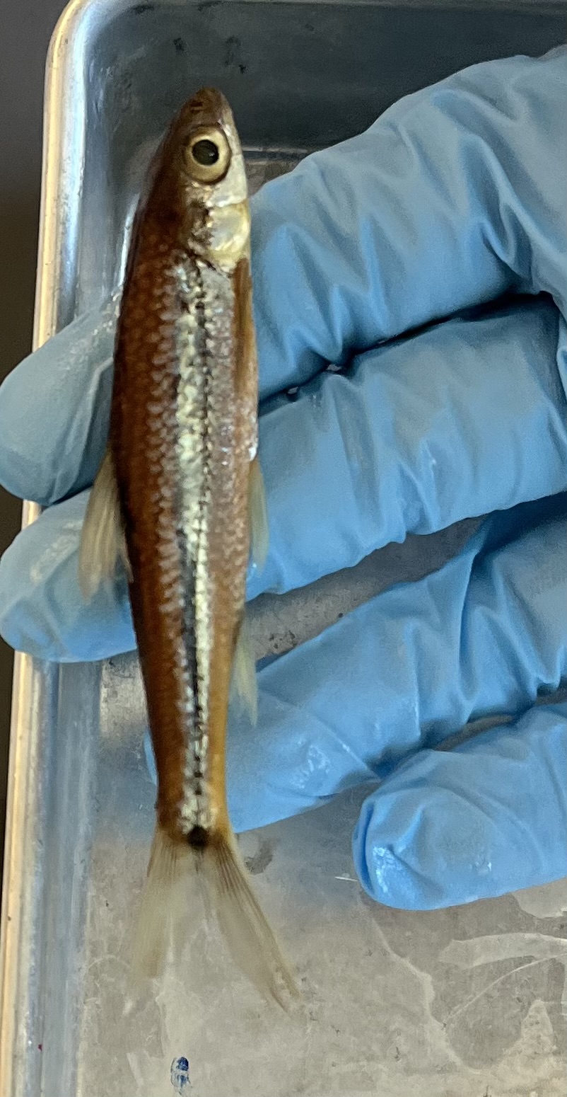 <p>Dot on caudal fin</p><p>Tiny black stitched lateral line with shiny blue-ish tint outline</p><p>Shiny bottom face/lip</p><p>Thin dorsal line</p>
