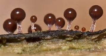 Cellular slime molds