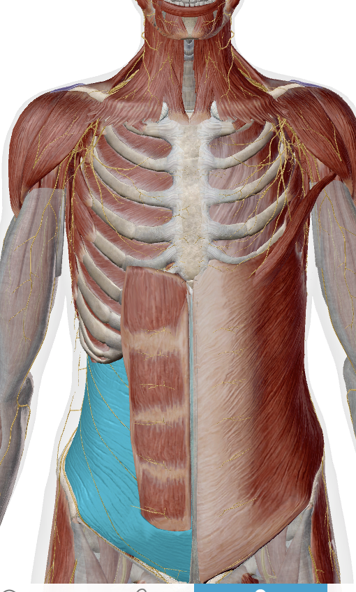 <p>Transversus abdominis</p>