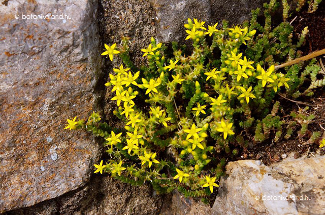 <p>borsos varjúháj</p>