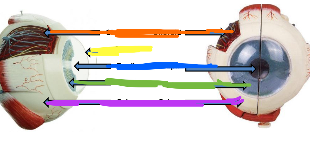 <p>Green points to what part of the external eye</p>