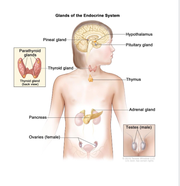 <p>Glands that secrete hormones into the blood stream</p><p>Hormones: Chemical messengers that affect distant organs</p><p><span style="color: red;"><strong>Parathyroid Gland</strong></span></p><p><span style="color: red;"><strong>Thyroid Gland</strong></span></p><p><span style="color: red;"><strong>Endocrine Glands are often Control Center</strong></span></p>
